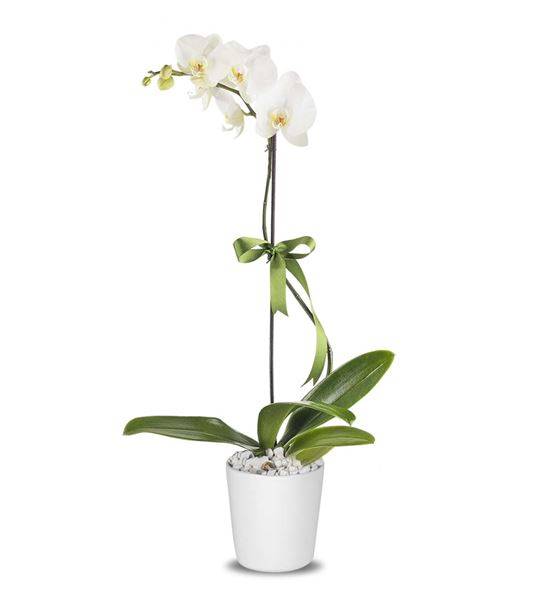 Tekli Beyaz Phalaenopsis Orkide